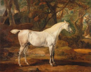 Grey Arabian stallion, the property of Sir Watkin Williams-Wynn by James Ward Oil Painting