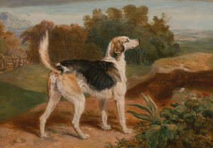 Ravager, One of the Lambton Hounds by James Ward Oil Painting
