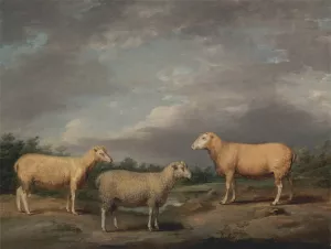 Ryelands Sheep, the King's Ram, the King's Ewe and Lord Somerville's Wether by James Ward Oil Painting