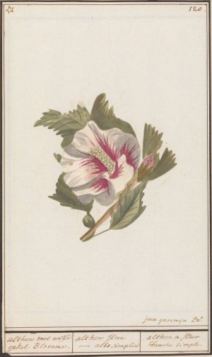Hibiscus by Jan Anton Garemyn Oil Painting