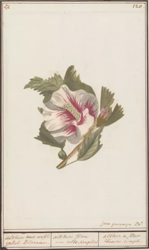 Hibiscus by Jan Anton Garemyn Oil Painting