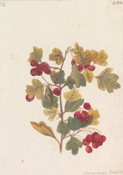 Main Product Photo of Meidoorn  Painting by Jan Anton Garemyn