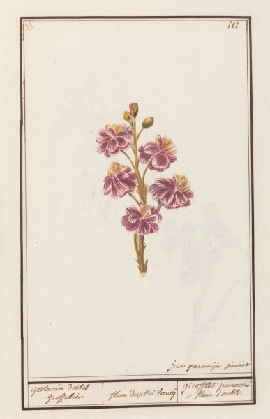 Main Product Photo of Muurbloem  Painting by Jan Anton Garemyn