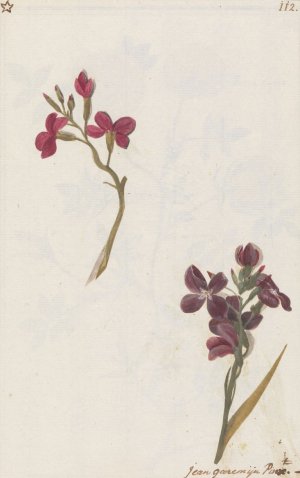 Muurbloem by Jan Anton Garemyn Oil Painting