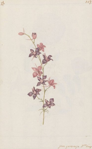 Main Product Photo of Ridderspoor  Painting by Jan Anton Garemyn