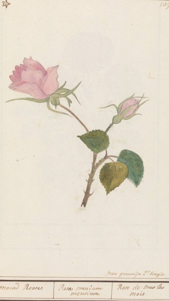 Main Product Photo of Roos  Painting by Jan Anton Garemyn