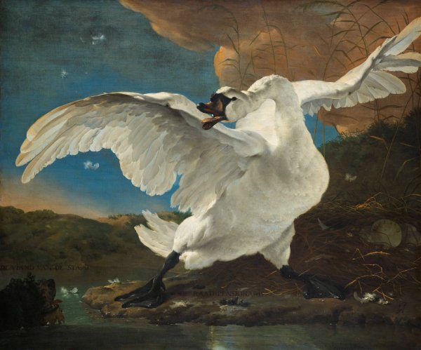 Main Product Photo of The Threatened Swan  Painting by Jan Asselijn