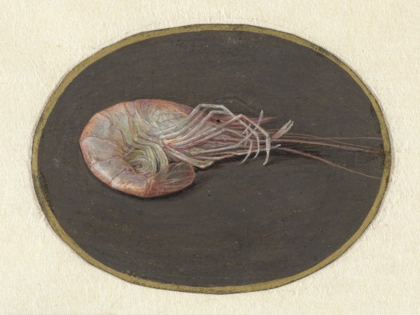 Main Product Photo of Garnaal  Painting by Jan Augustin Van Der Goes
