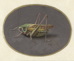 Sprinkhaan by Jan Augustin Van Der Goes Oil Painting