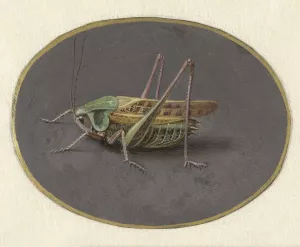 Sprinkhaan by Jan Augustin Van Der Goes Oil Painting