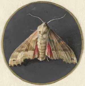 Uiltje of nachtvlinder by Jan Augustin Van Der Goes Oil Painting