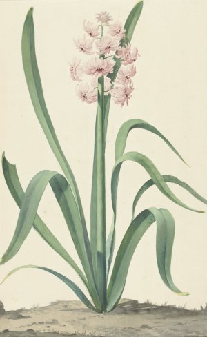 De roze hyacint Rex Rubrorum Oil painting by Jan Augustini