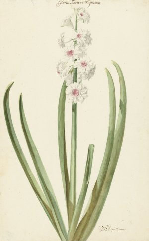 De rozewitte hyacint Gloria Florum Suprema by Jan Augustini Oil Painting