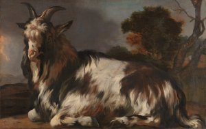 Goat Lying Down by Jan Baptist Weenix Oil Painting
