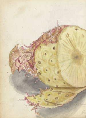 Ananas by Jan Brandes Oil Painting