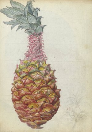 Ananas. by Jan Brandes Oil Painting
