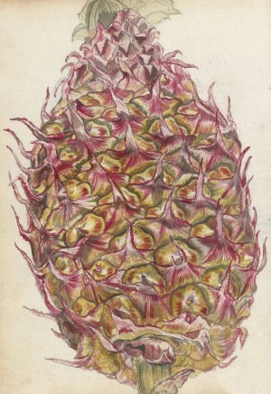Ananas by Jan Brandes Oil Painting