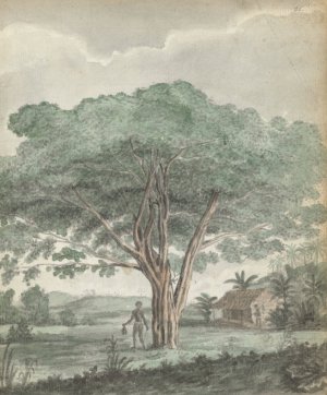 Boom op Ceylon by Jan Brandes Oil Painting