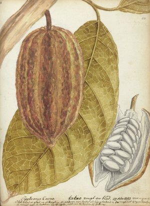 Cacao by Jan Brandes Oil Painting