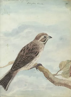 Hollandse vogel by Jan Brandes Oil Painting