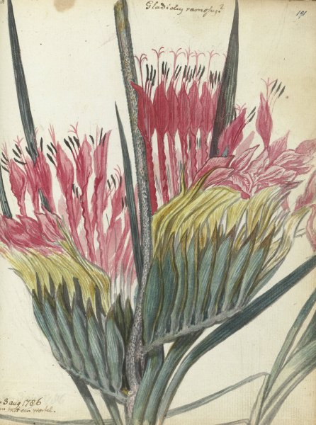 Kaapse bloem  by Jan Brandes - Hand-Painted Oil Painting Reproduction