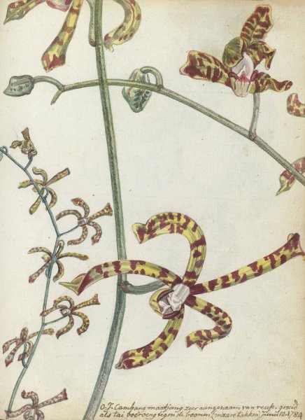 Oostindische bloem 'cambang matjang' by Jan Brandes - Hand-Painted Oil Painting Reproduction