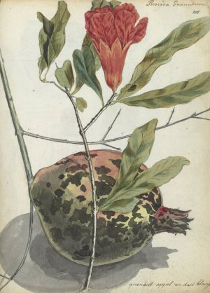 Pomegranate by Jan Brandes Oil Painting
