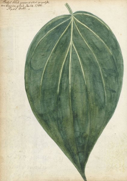 Sirih of betelblad  by Jan Brandes - Hand-Painted Oil Painting Reproduction