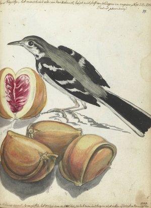 Wagtail with Fruit by Jan Brandes Oil Painting