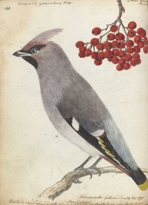 Zweedse vogel by Jan Brandes Oil Painting