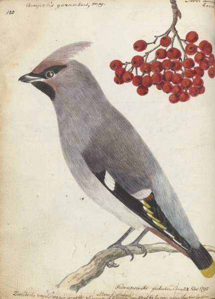 Zweedse vogel  by Jan Brandes - Hand-Painted Oil Painting Reproduction