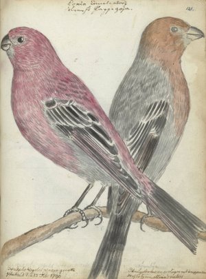 Zweedse vogels by Jan Brandes Oil Painting