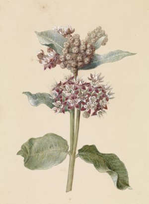Bloeiende Asclepias species by Jan Jacob Goteling Vinnis Oil Painting