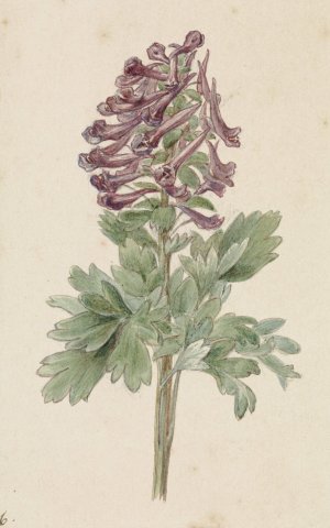 Bloeiende Corydalis bulbosa by Jan Jacob Goteling Vinnis Oil Painting