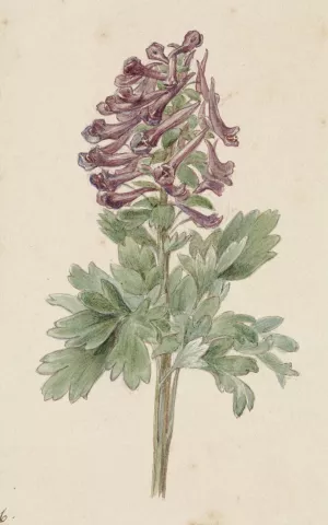 Bloeiende Corydalis bulbosa Oil painting by Jan Jacob Goteling Vinnis