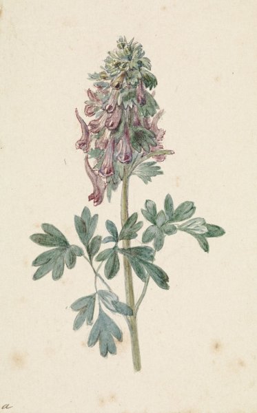 Main Product Photo of Bloeiende Corydalis bulbosa  Painting by Jan Jacob Goteling Vinnis