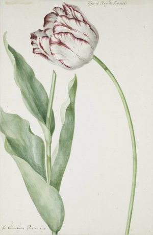 Tulip Grand Roy de France by Jan Laurensz Van Der Vinne Oil Painting