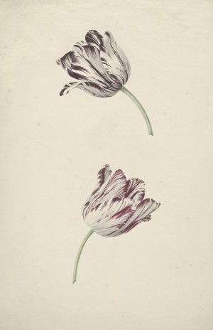 Two Red-and-White Tulips by Jan Laurensz Van Der Vinne Oil Painting