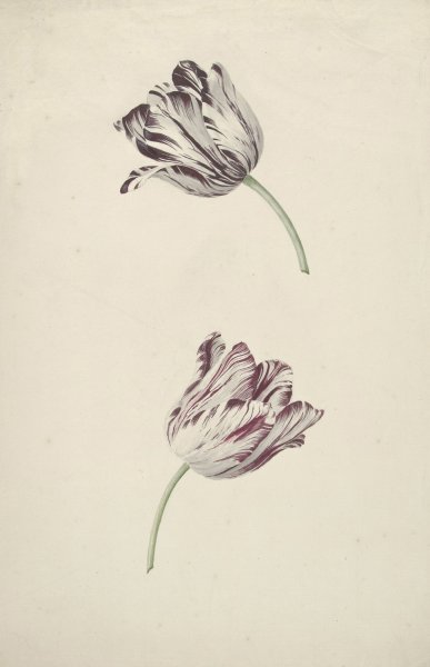 Main Product Photo of Two Red-and-White Tulips  Painting by Jan Laurensz Van Der Vinne