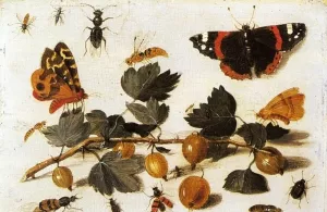 Butterflies and Insects and a Spray of Gooseberries by Jan Steen - Oil Painting Reproduction
