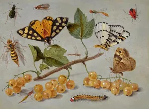 Butterflies and Insects by Jan Steen Oil Painting