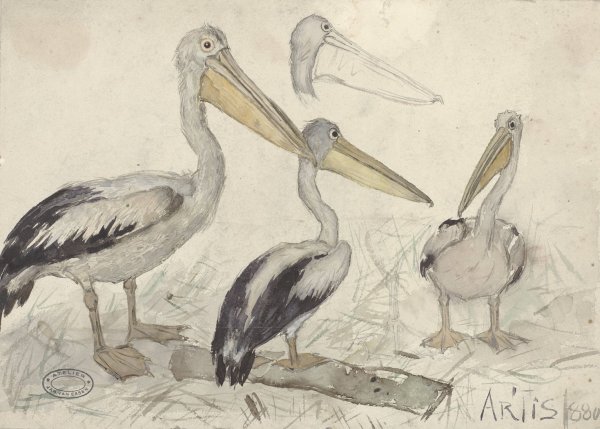 Main Product Photo of Pelicans in Artis Zoo  Painting by Jan Van Essen