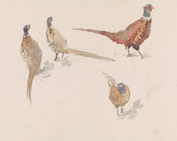 Main Product Photo of Vier fazanten  Painting by Jan Van Essen