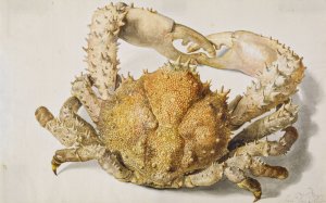 A Crab by Jan Van Huysum Oil Painting