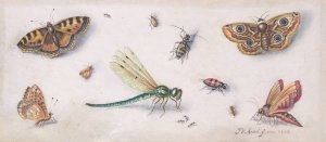 Insects, Butterflies, and a Dragonfly by Jan Van Kessel The Elder Oil Painting