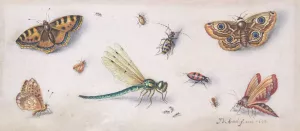 Insects, Butterflies, and a Dragonfly by Jan Van Kessel The Elder Oil Painting