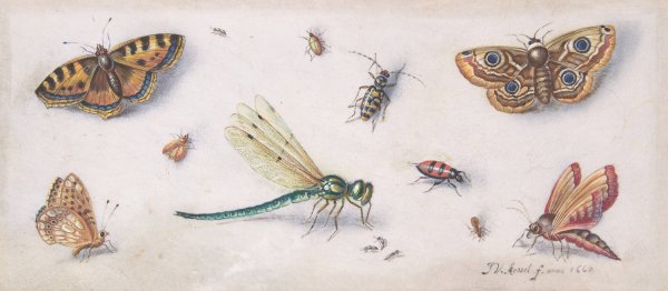 Main Product Photo of Insects, Butterflies, and a Dragonfly  Painting by Jan Van Kessel The Elder