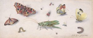 Insects, Butterflies, and a Grasshopper by Jan Van Kessel The Elder Oil Painting
