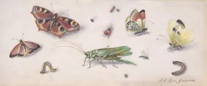 Insects, Butterflies, and a Grasshopper by Jan Van Kessel The Elder Oil Painting