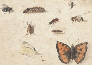 Sheet of Studies of Nine Insects by Jan Van Kessel The Elder Oil Painting